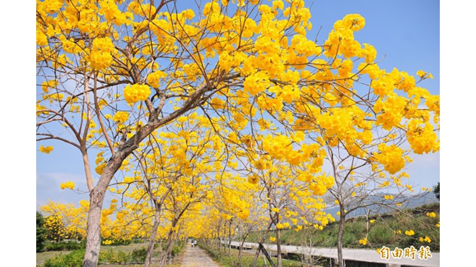 黃花風鈴木，春花、夏果、秋枝、冬落， 四季各有不同風情。